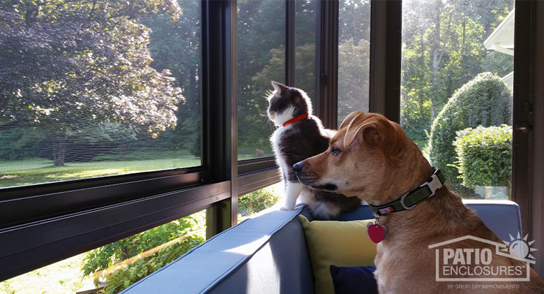 A brown dog and white and gray cat looking out through the screens of a brown screen room to watch the backyard.